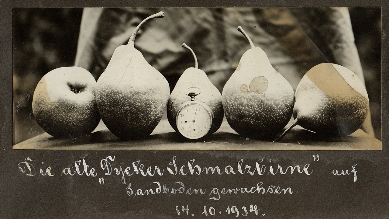 Dycker Schmalzbirnen, ein Schwarz-Weiß-Bild aus dem Jahre 1934