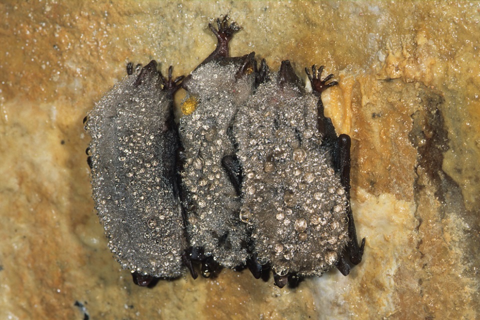 Drei Fledermäuse im Winterschlaf, an einer Wand hängend und mit Tautropfen im Fell